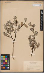 Foto von Salix aurita L. x Salix lapponum L.